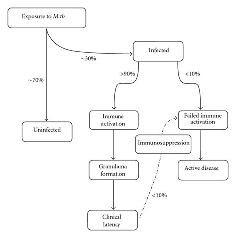 Flow Chart Of Tb Disease Progression And Major Events Leading To