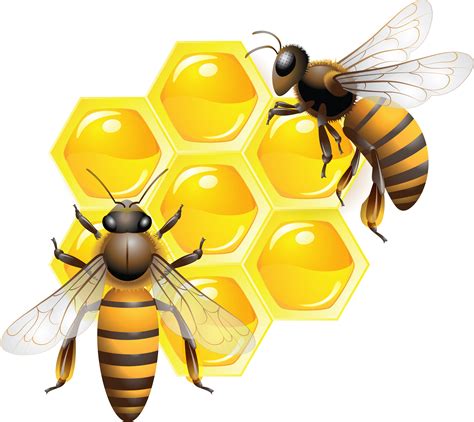Honey Transparent Image Bee Pictures Bee Pictures Art Bee Art