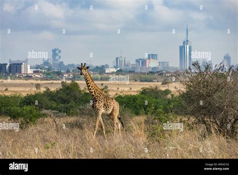 Nairobi National Park Giraffe Hi Res Stock Photography And Images Alamy