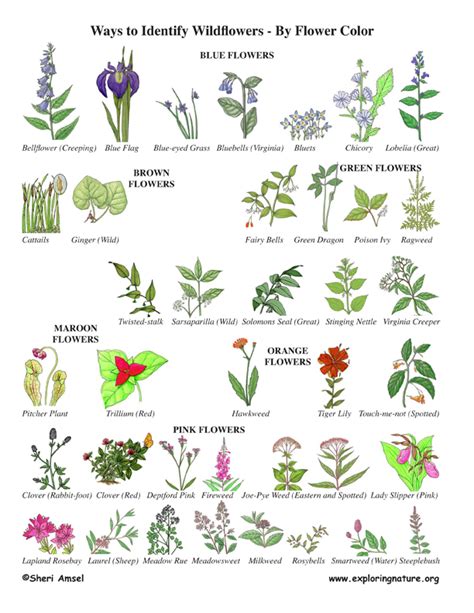 Wildflower Identification By Color