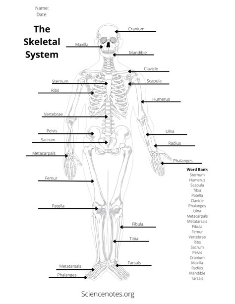 Anatomy Fill In The Blank Worksheets Printable Worksheets
