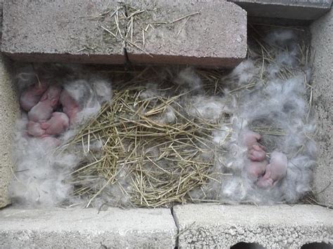 Ideas For Easy Homemade Nesting Boxes For Rabbits