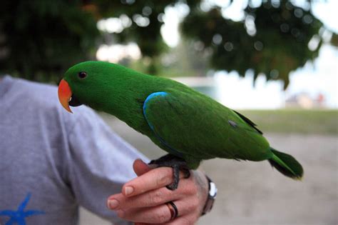 Male Grand Eclectus Parrot Photo Lcurran Photos At