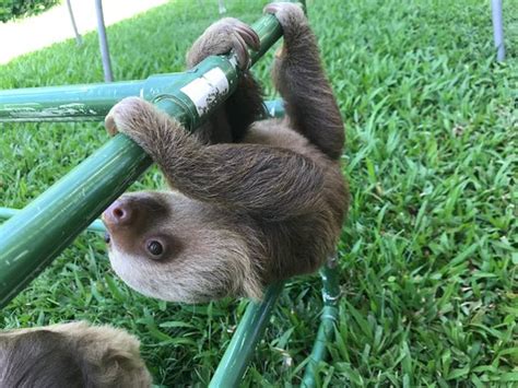 Sloth Sanctuary Of Costa Rica Cahuita Aktuelle 2018 Lohnt Es Sich