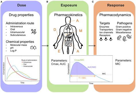 General Overview Illustrating Pharmacological Key Components A