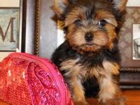 Cavalier rescue usa and lucky star cavalier rescue rescue and rehome cavalier king charles. cavapoo puppies for sale in California Classifieds & Buy ...