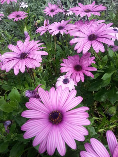 Daisy Purple Self Seed And Even If They Die Down In Summer There Self