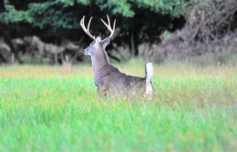 Feeding Deer Corn In The Winter Carroll County Times