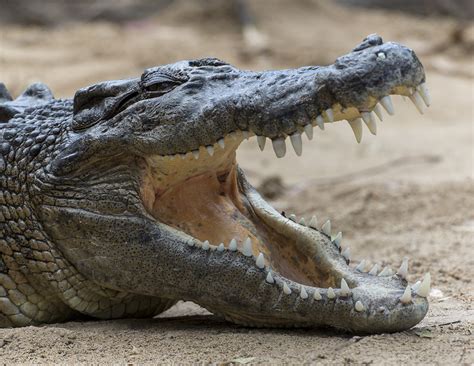 Saltwater Crocodile San Diego Zoo Wildlife Alliance