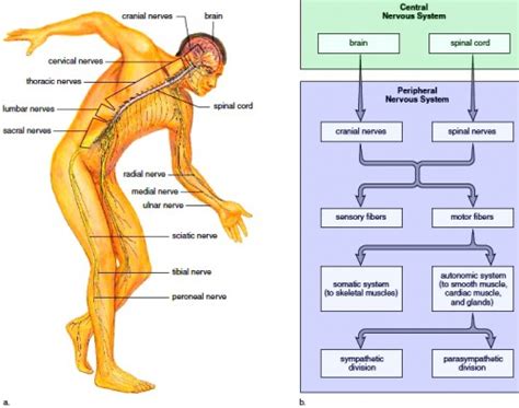 Human Nervous System Common Diseases And Conditions