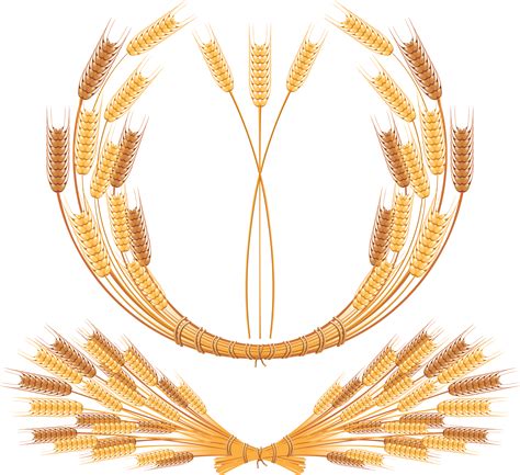 Seekpng provides high quality png images with transparent background. Wheat PNG