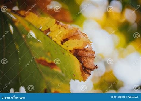 Closeup Of A Yellowing Maple Leaf Under The Bright Sunlight In Autumn