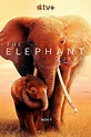 The Elephant Queen - Dolby