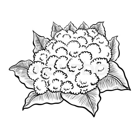 Cauliflower Drawing | Free download on ClipArtMag