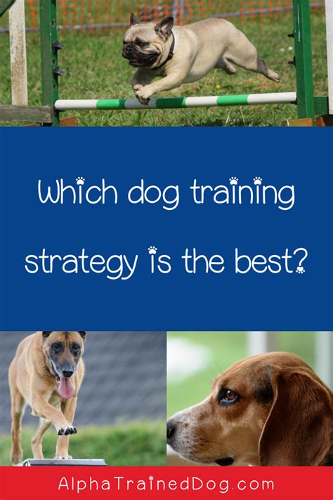 Top 7 Most Popular Dog Training Strategies Including One You Should