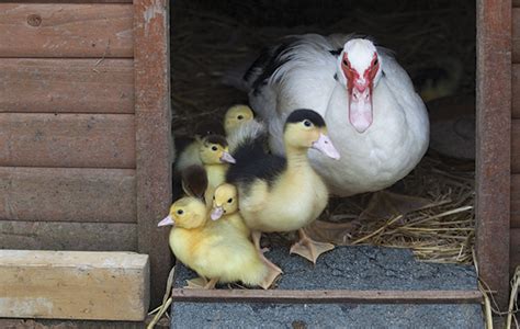 luxury duck houses fabulous for fowl the field