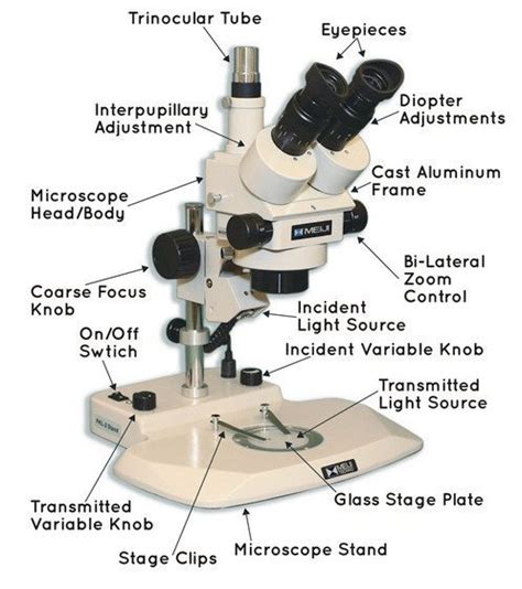 Stereo Microscopes Bioimager