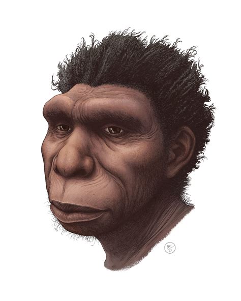 Experts Name New Species Of Human Ancestor
