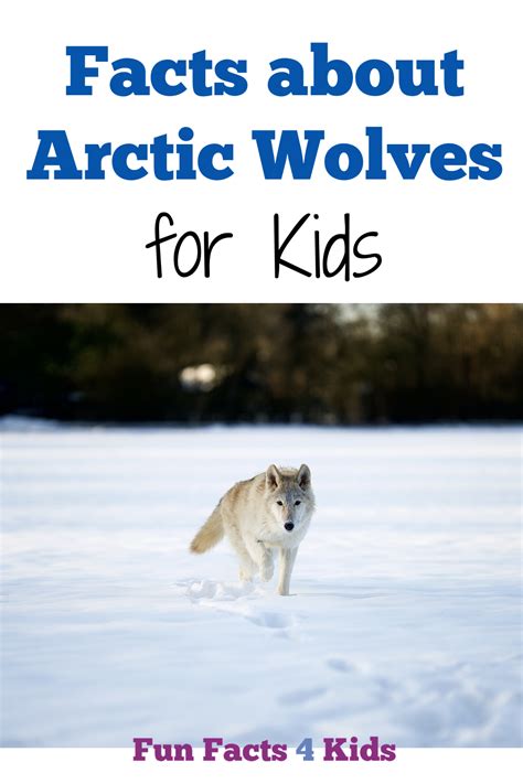 Interesting Arctic Wolf Facts For Kids Fun Facts 4 Kids