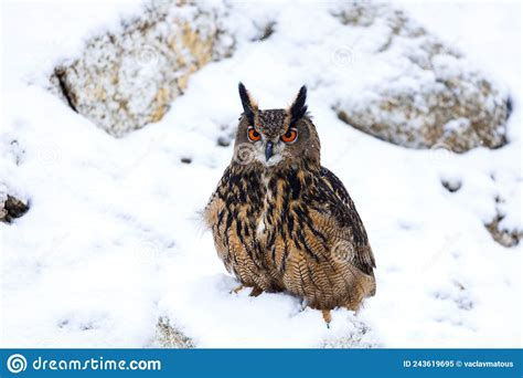 Fluffy Owl In Winter Eurasian Eagle Owl Bubo Bubo Perched On Snowy