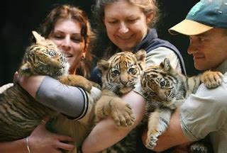 Save Our Tigers Just Left Baby Tigers