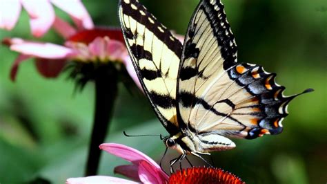 We have a massive amount of desktop and mobile if you're looking for the best butterfly wallpapers then wallpapertag is the place to be. nature, Butterflies Wallpapers HD / Desktop and Mobile ...