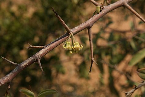 Flora Of Zimbabwe Species Information Individual Images Ximenia