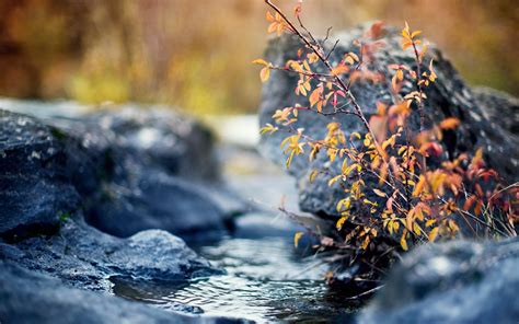 Wallpaper Water Rock Nature Reflection Plants Winter River