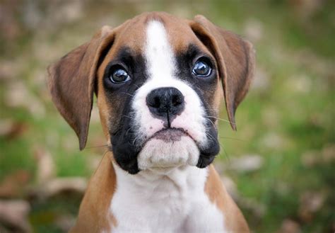 Boxer Puppies For Sale Akc Puppyfinder
