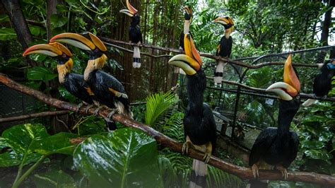 Wild Rain Forest Hornbills In Tropical Rainforest Thailand Windows