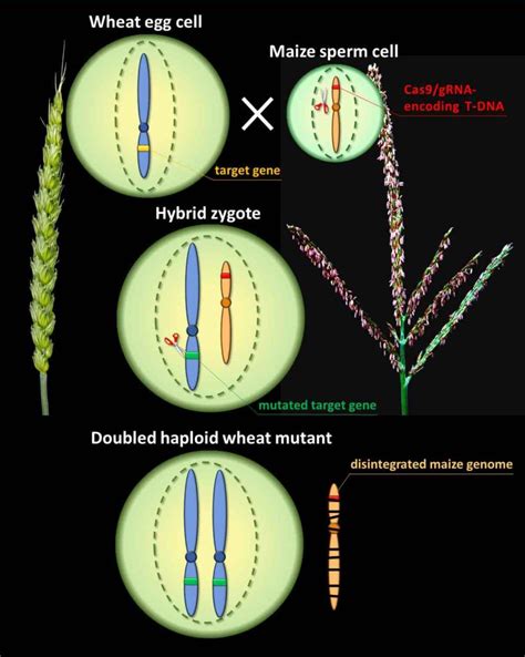 Site Directed Mutagenesis In Wheat Via Haploid Induction By Maize The