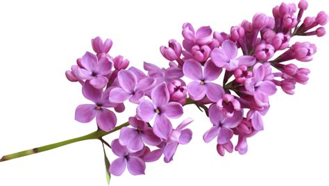 Lilac Png Images Transparent Free Download