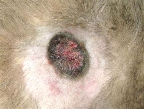 Pictures Of Skin Cancer Spots On Dogs Picturemeta