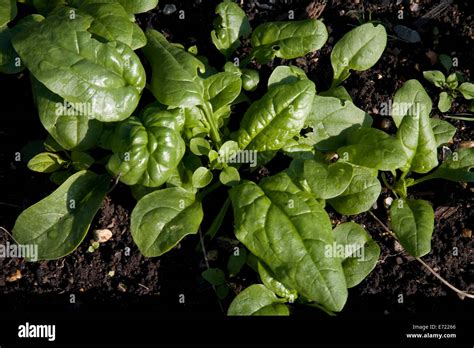 Flower Spinach Plants Hi Res Stock Photography And Images Alamy