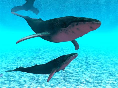 Comment S Appelle La Femelle De La Baleine - Dauphin, baleine : découvrir les cétacés | Pratique.fr