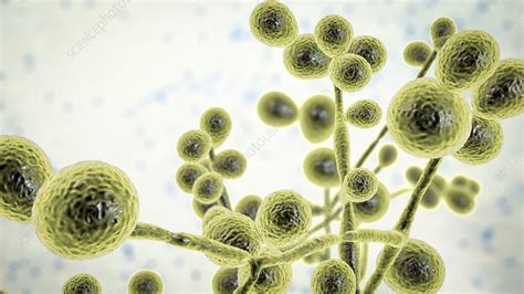 Candida Yeast And Hyphae Stages Illustration Stock Image F0325836