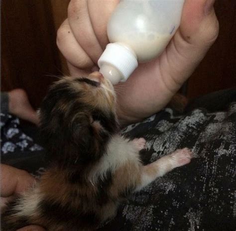 Tiny Calico Kitten Rescued Hours After Birth Love Meow