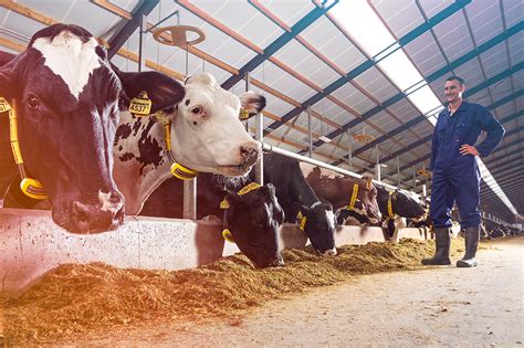 Reasons To Take Control Of Sow Feed Intake Nedap Livestock Management