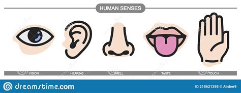 Five Human Senses Icons Set Vision Hearing Smell Touch Taste Signs Stock Vector Illustration