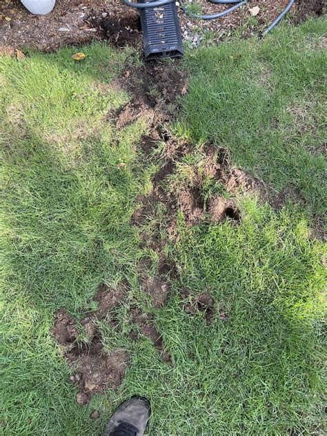 What Is Digging In My Yard Rlawncare
