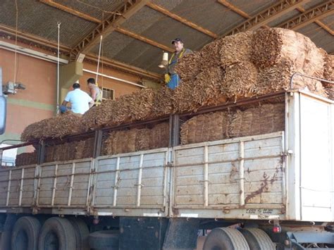 El Acopio De Tabaco En El Puede Dejar Tres Millones De Kilos M S