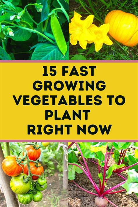 15 Fastest Growing Vegetables And Early Harvest Tips Whole New Mom