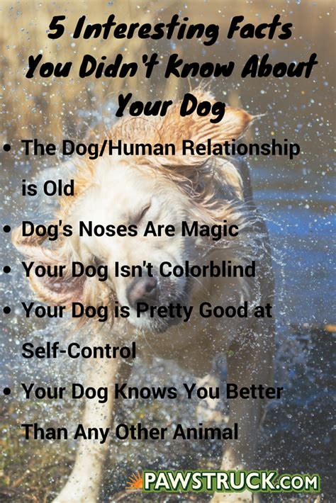 Facts About Dogs