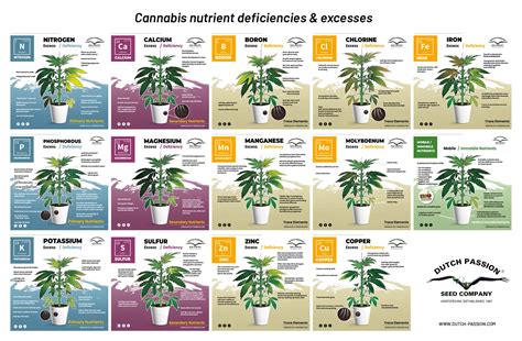 A Visual Guide To Cannabis Deficiencies Dutch Passion