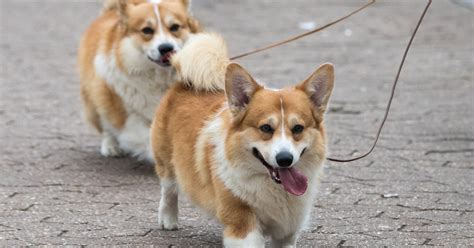 20 Best Dog Breeds For City Living