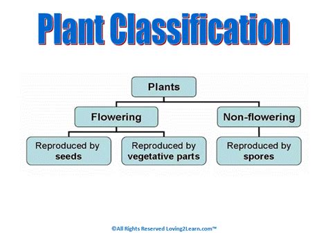 Seeds Plants And Trees Plant Classification It Has A Link To A Cute