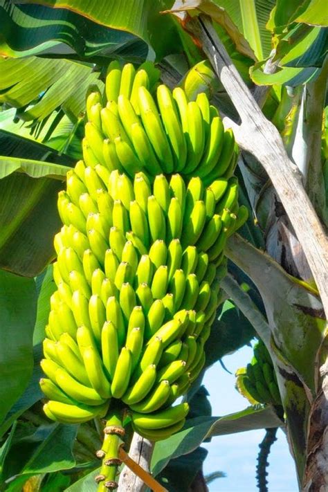How To Harvest Banana Banana Harvesting And Farming Video