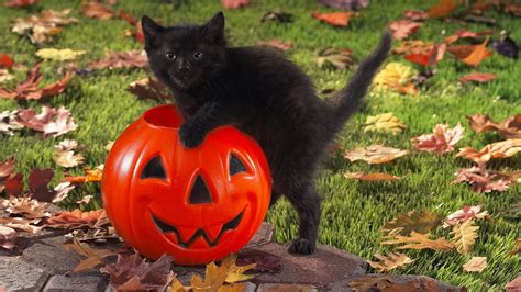 Cute Black Cat Halloween Wallpapers Top Free Cute Black Cat Halloween