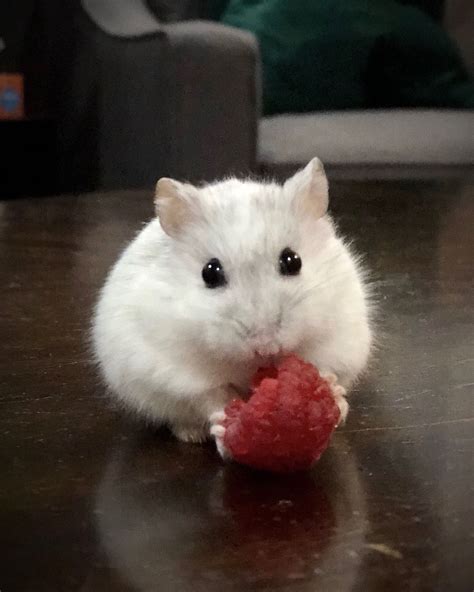 Meet Quartz A White Djungarian Dwarf Hamster Aint She The Cutest Instagram