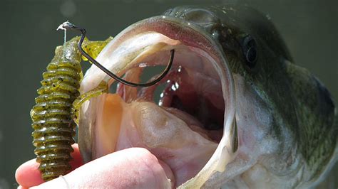 How To Texas Rig A Plastic Bait Video The Ultimate Bass Fishing